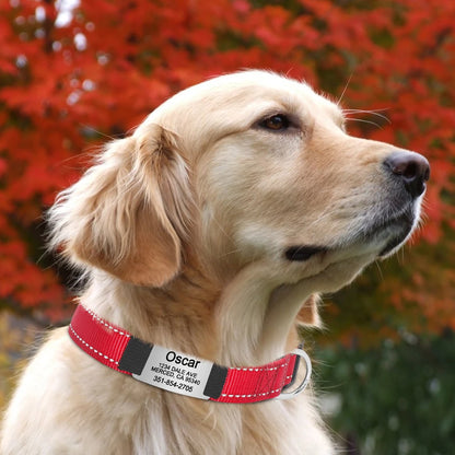 Golden retriever portant un collier rouge personnalisé en extérieur.