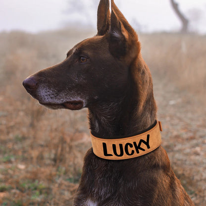 Grand collier pour chien personnalisé beige et noir porté en extérieur.