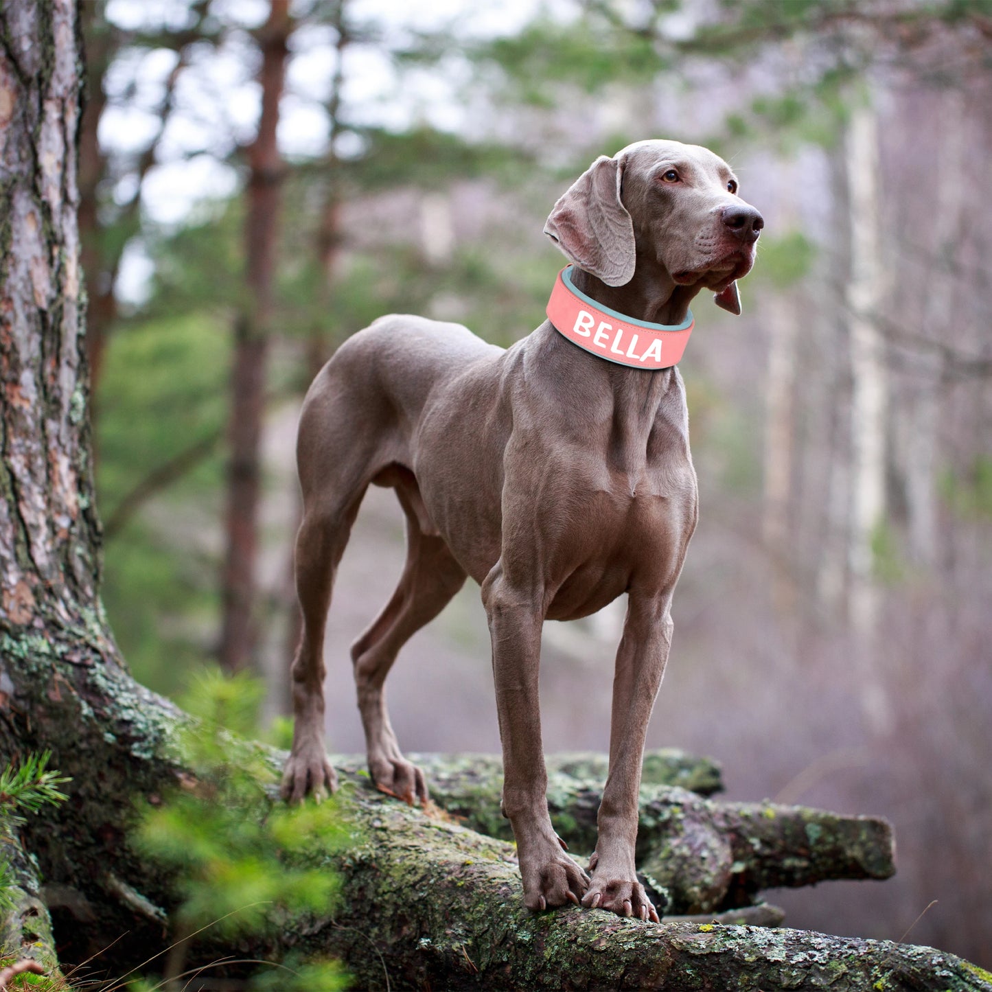 Chien gris portant un large collier rose personnalisé Bella en forêt.