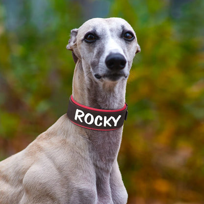 Chien gris portant un large collier noir et rouge personnalisé Rocky en extérieur.
