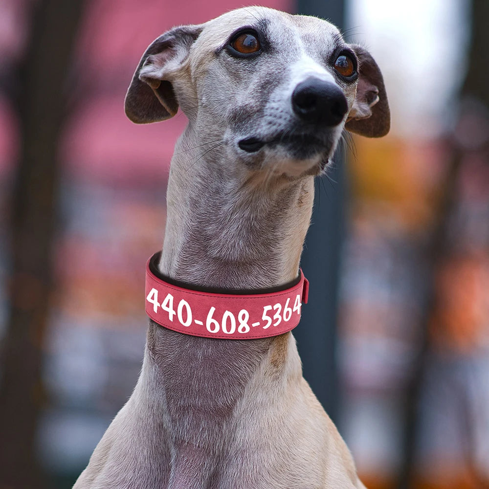Chien gris portant un large collier rose avec numéro personnalisé en blanc.