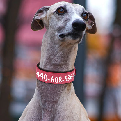 Chien gris portant un large collier rose avec numéro personnalisé en blanc.