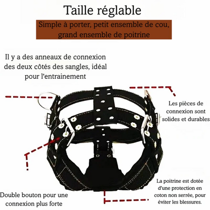 Visuel explicatif du harnais large montrant les zones réglables, les anneaux et la protection rembourrée.