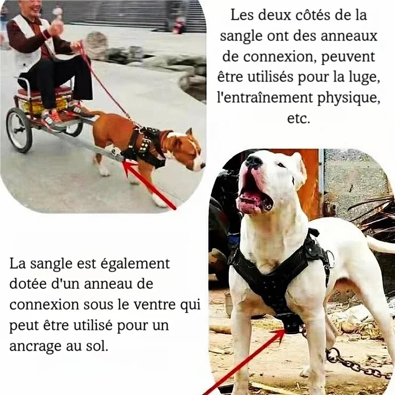 Détail des différents points d’attache d’un harnais de traction pour grand chien.