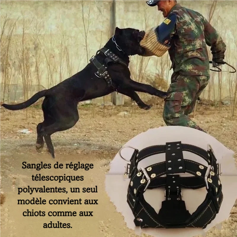 Harnais large pour entraînement et traction, montré sur un chien en exercice avec vue du produit.