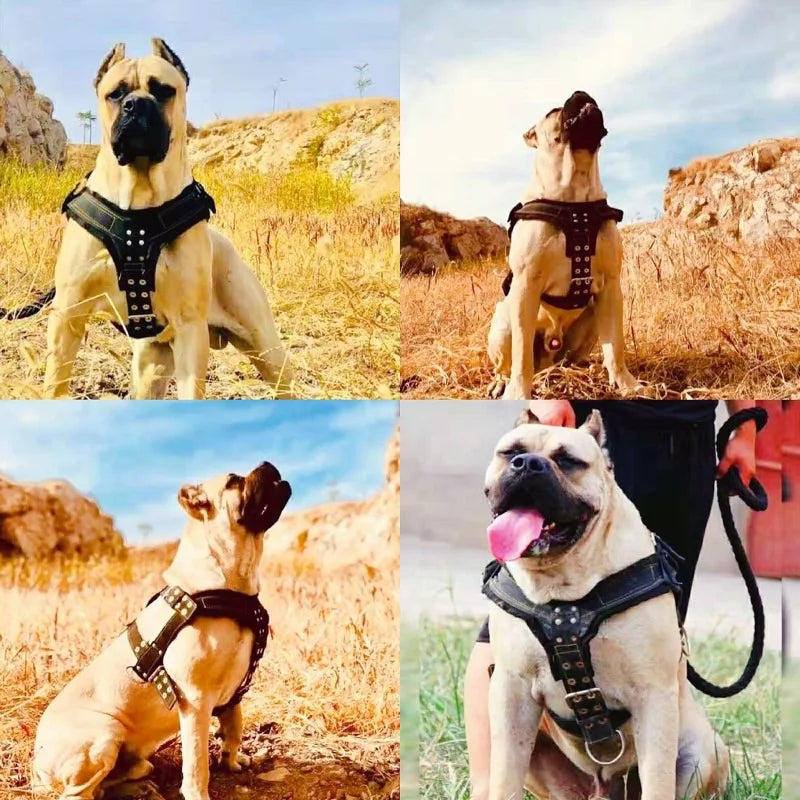 Montage photo montrant un harnais large noir porté par un grand chien sous plusieurs angles.