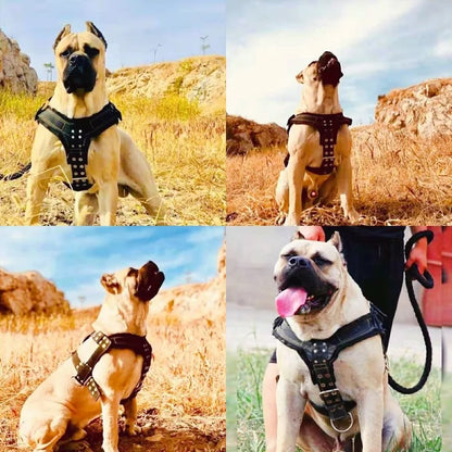 Montage photo montrant un harnais large noir porté par un grand chien sous plusieurs angles.