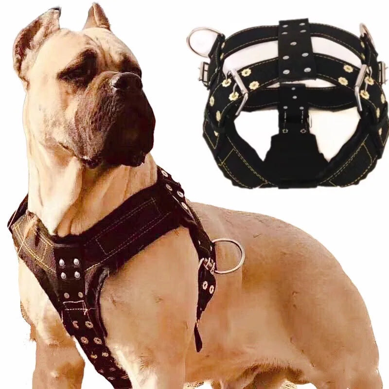 Harnais large noir porté par un chien de type molosse avec vue du produit à côté.