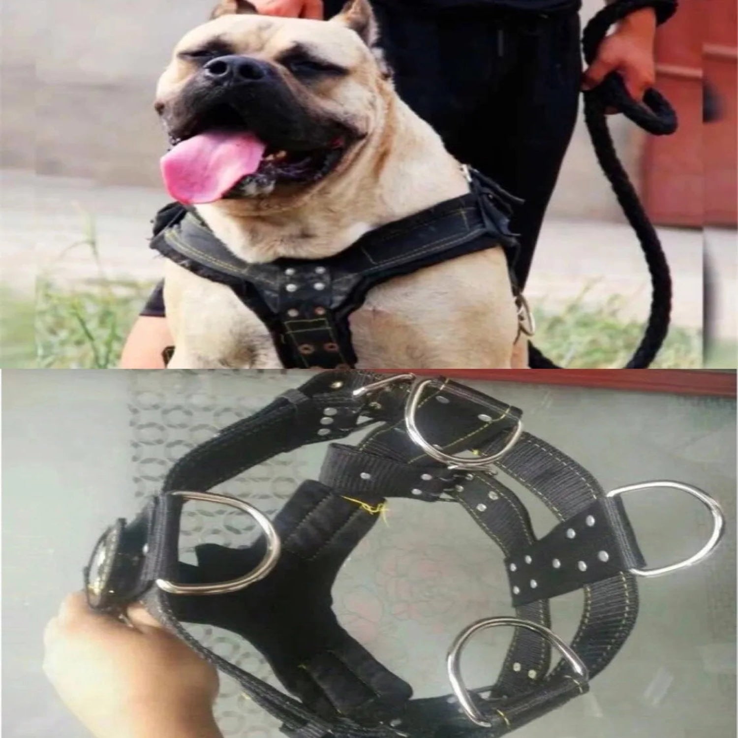 Harnais large noir en nylon pour grand chien, montré porté par un chien de type Pitbull avec vue détaillée du produit.