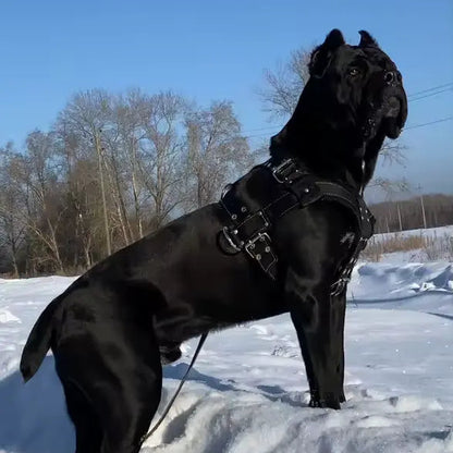 Gros chien noir portant le harnais large en extérieur dans la neige.