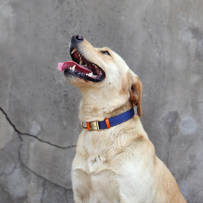 Labrador portant un collier bleu foncé personnalisé avec laisse assortie en extérieur.
