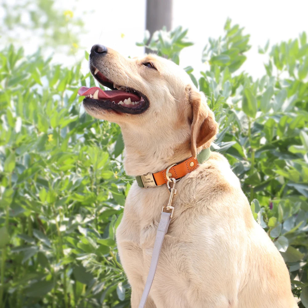 Labrador portant un collier vert personnalisé avec laisse assortie en extérieur.