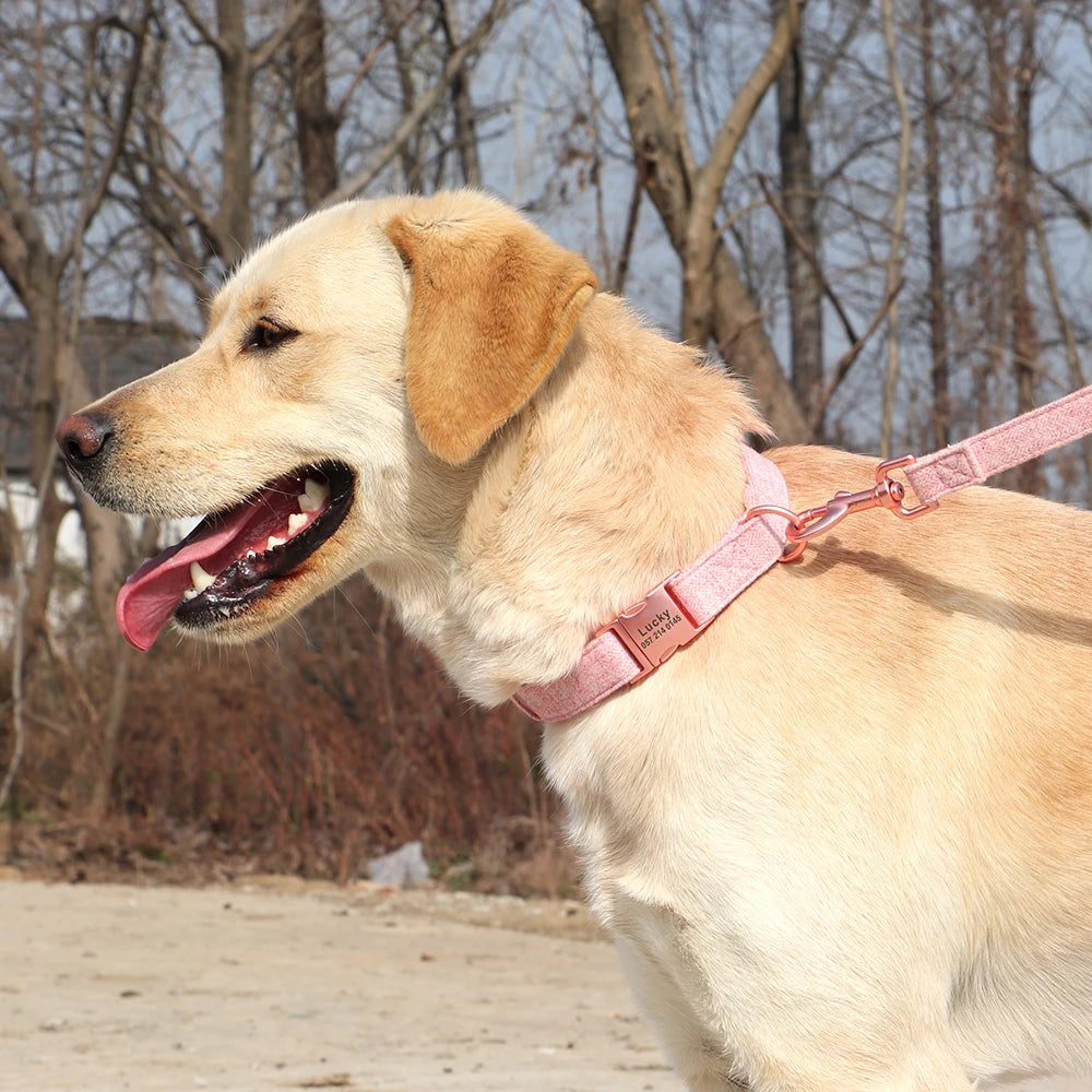 Labrador portant un collier rode clair personnalisé avec laisse assortie en extérieur.