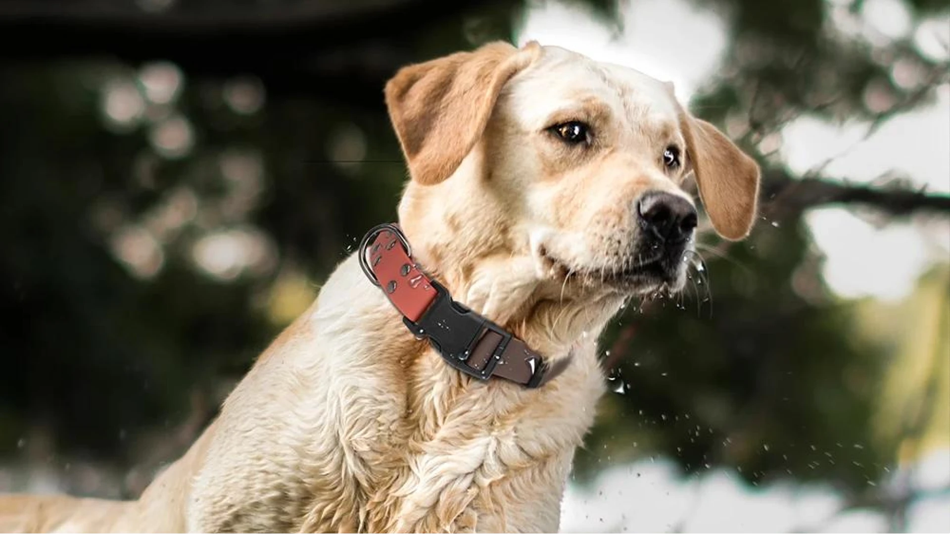 Labrador mouilé portant un collier de nage pour chien en PVC bicolore marron et corail.