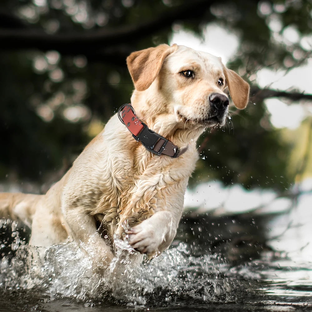 Labrador mouillé portant un collier de nage pour chien en PVC bicolore marron et corail.