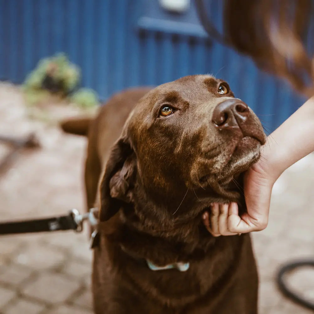 Labrador marron regardant son maître.