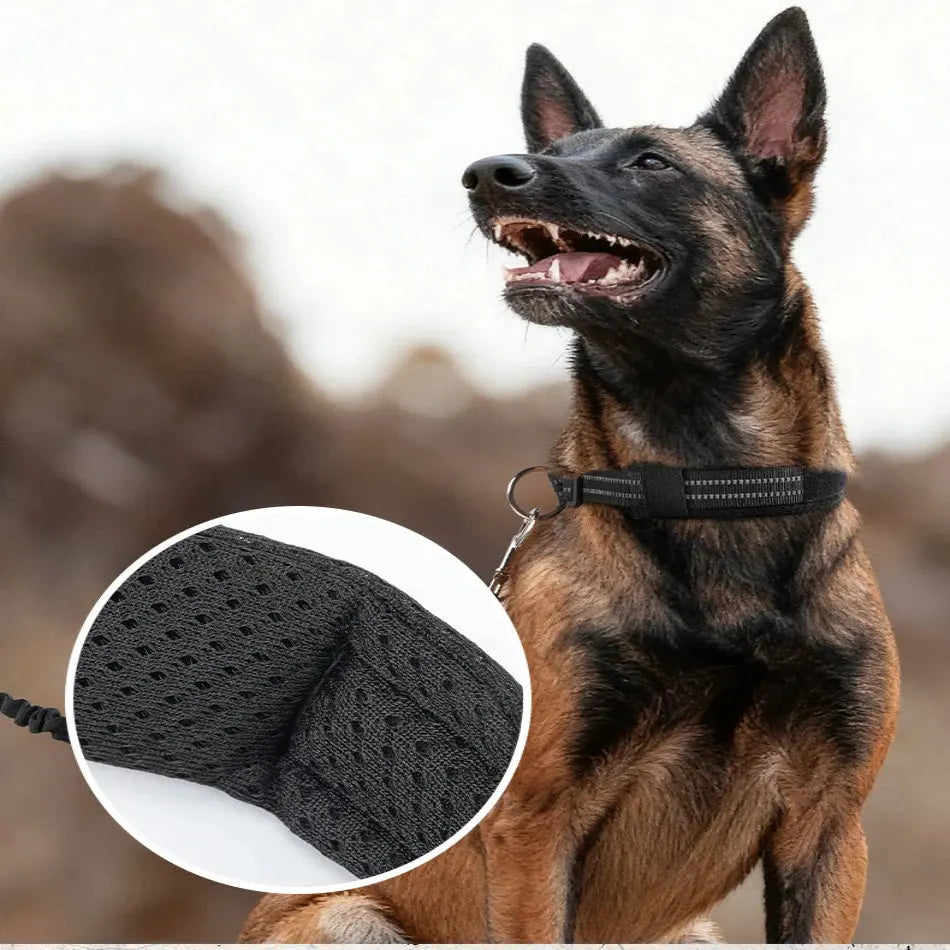 Berger malinois portant un collier noir avec encart sur le rembourrage.
