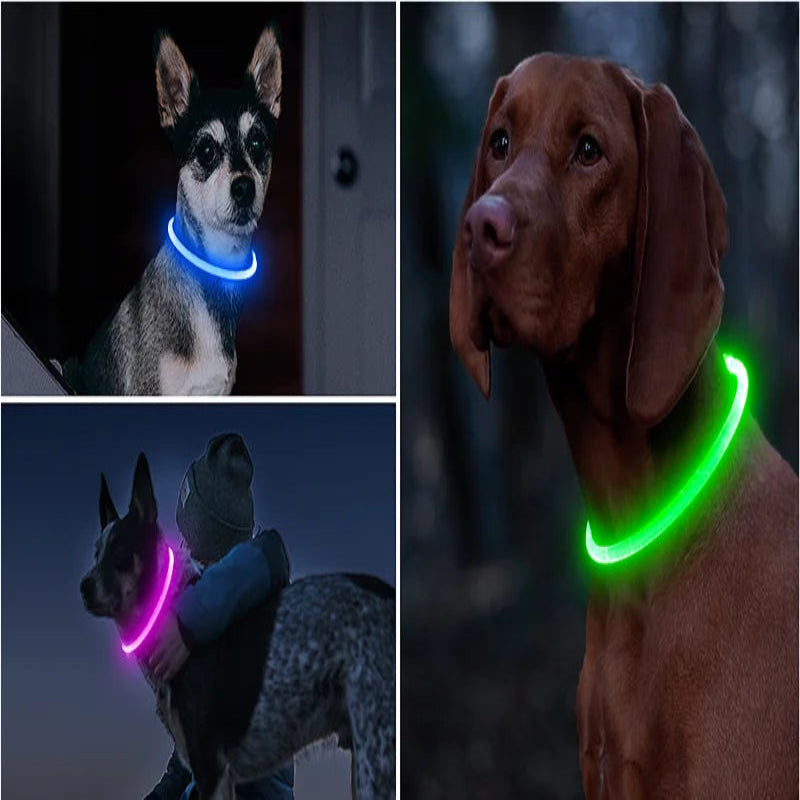Montage de plusieurs chiens portant des colliers lumineux de différentes couleurs.