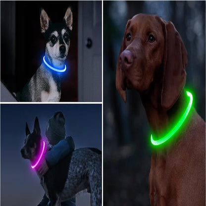 Montage de plusieurs chiens portant des colliers lumineux de différentes couleurs.