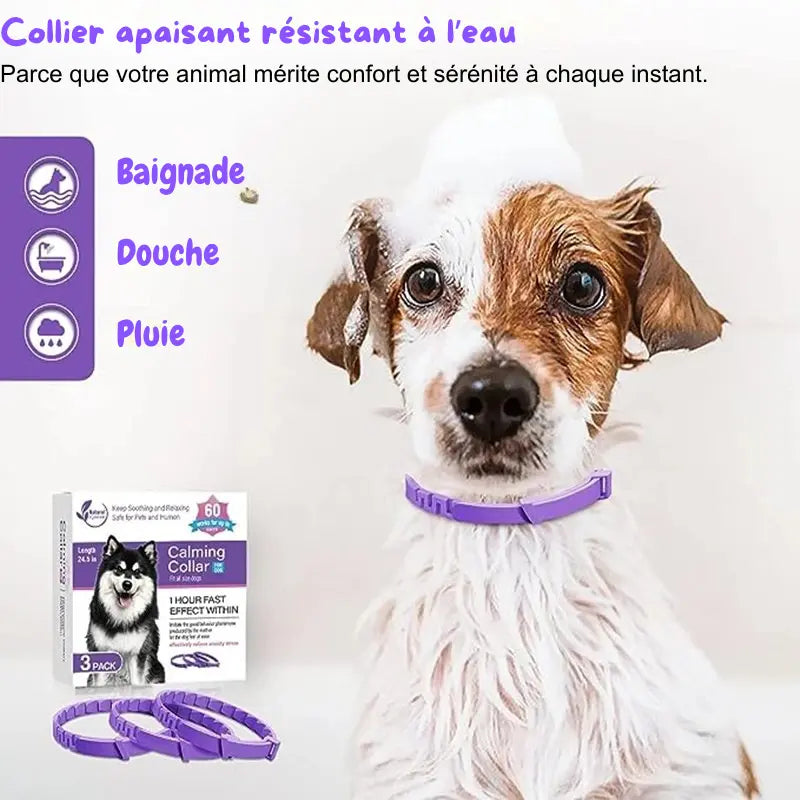 Chien mouillé portant un collier anti-stress violet résistant à l’eau