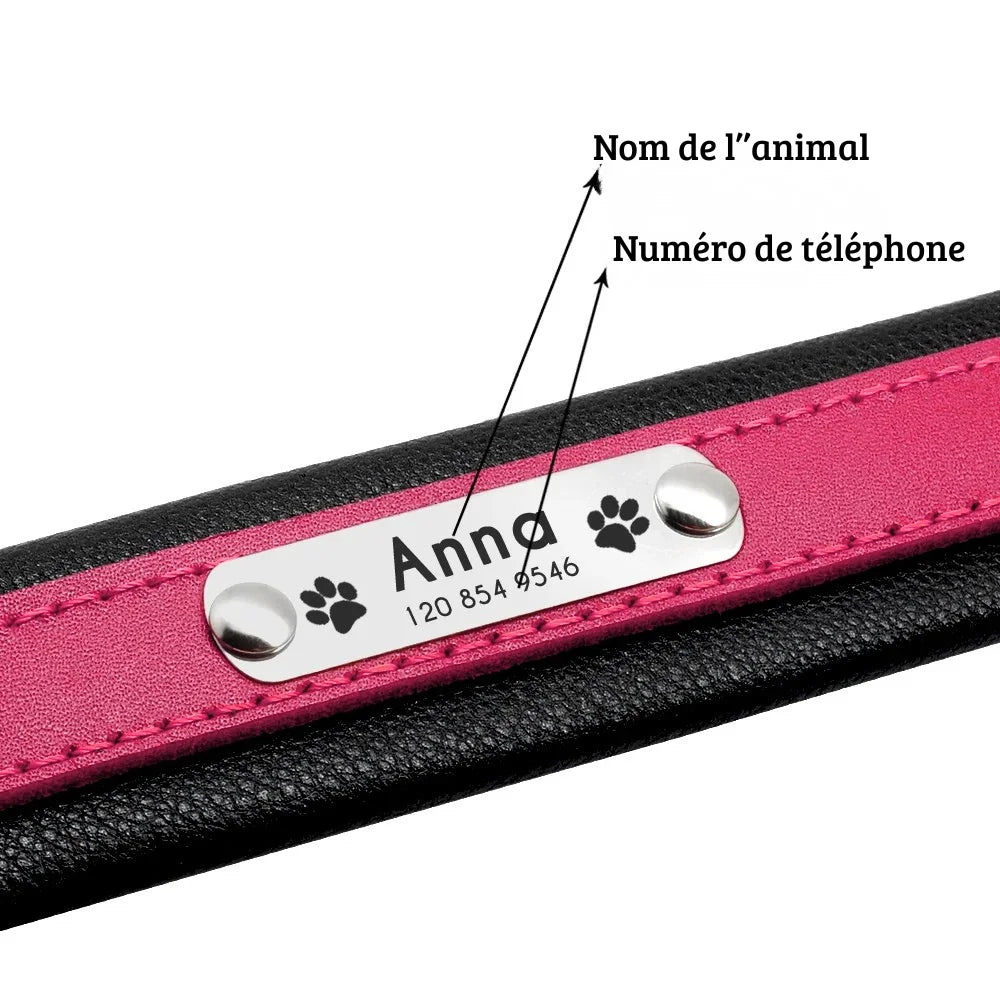 Détail de la plaque d'identification argentée gravée avec nom et numéro sur collier pour chien.