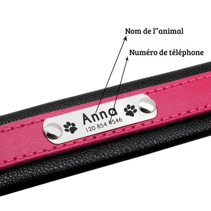 Détail de la plaque d'identification argentée gravée avec nom et numéro sur collier pour chien.