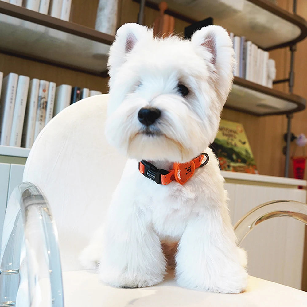 Collier pour chiot orange porté par un petit chien sur une chaise blanche.