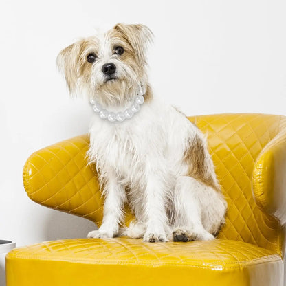 Petit chien blanc assis sur un fauteuil jaune portant un collier ajustable à perles blanches.