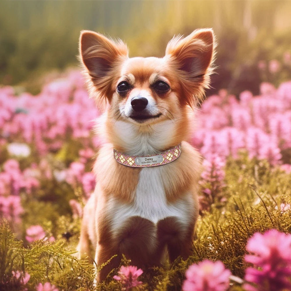 Petit chien en extérieur portant un collier crème et rose avec plaque gravée.