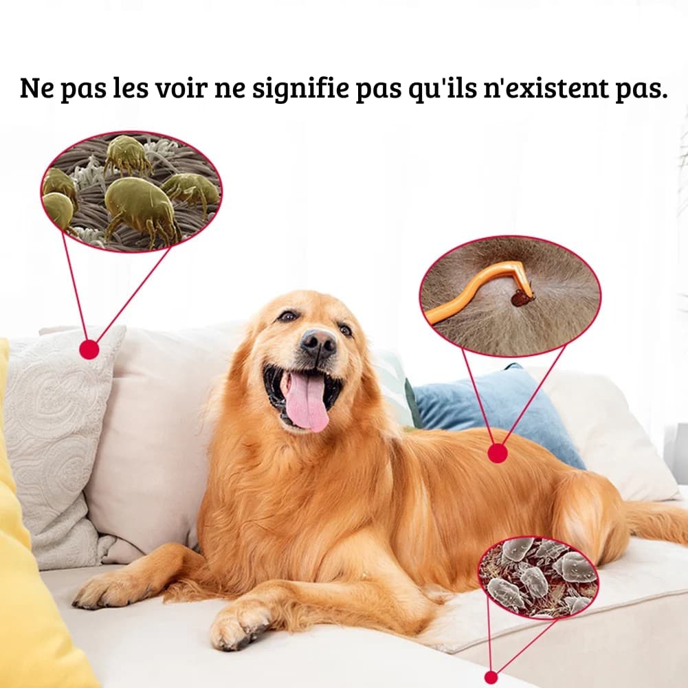 Illustration d’un chien protégé contre puces, tiques et acariens grâce à un répulseur ultrasonique