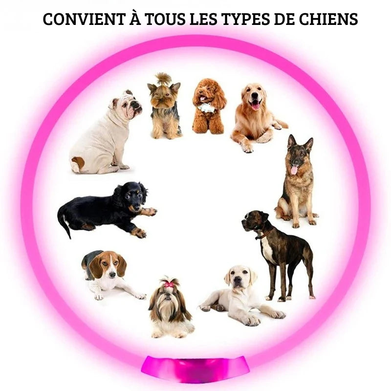 Illustration de tous les types de chiens pouvant porter le collier lumineux LED en plastique réglable à l'intérieur un collier lumineux rose géant.