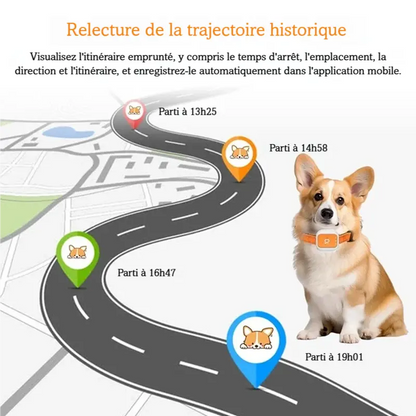 Carte illustrée avec trajet historique et chien portant un collier GPS orange.